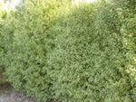 Pittosporum Screen Between