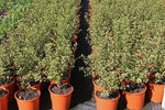 Pittosporum Screen Between