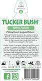 Pittosporum angustifolium (Tucker Bush Gumbi Gumbi)