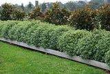 Pittosporum tenuifolium Golf Ball