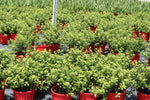 Pittosporum tenuifolium Golf Ball