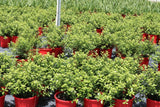 Pittosporum tenuifolium Golf Ball