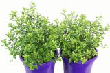 Pittosporum tenuifolium Golf Ball