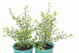 Pittosporum tenuifolium Silver Sheen