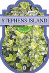 Pittosporum tenuifolium Stephens Island