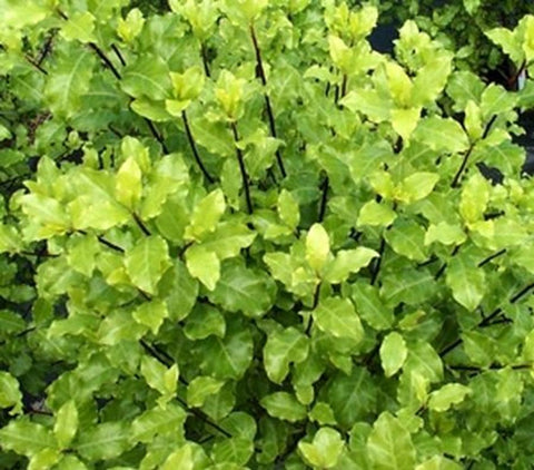 Pittosporum tenuifolium Tasman Ruffles