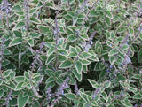 Plectranthus Blue Spires