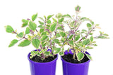 Plectranthus Blue Spires