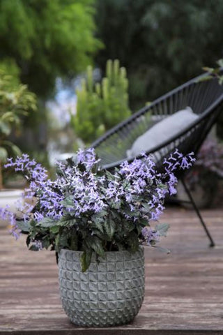 Plectranthus Mona Lavender