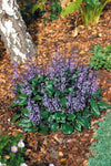 Plectranthus Mona Lavender