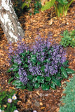 Plectranthus Mona Lavender