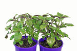 Plectranthus Mona Lavender