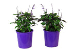 Plectranthus Mona Lavender