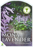 Plectranthus Mona Lavender