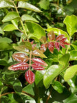 Pleiogynium timorense (Tucker Bush Burdekin Plum)