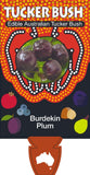 Pleiogynium timorense (Tucker Bush Burdekin Plum)