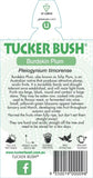 Pleiogynium timorense (Tucker Bush Burdekin Plum)