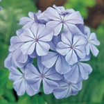 Plumbago auriculata Royal Cape