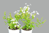 Plumbago auriculata (White)