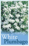 Plumbago auriculata (White)