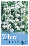 Plumbago auriculata (White)