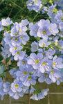 Polemonium Blue Dove