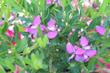 Polygala Little Charmer