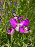 Polygala x dalmaisiana