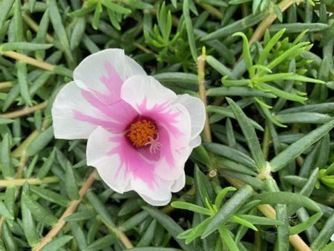 Portulaca Duna Peggy Bicolour