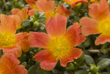 Portulaca Hot Shots Orange