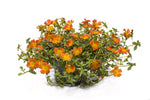 Portulaca Hot Shots Orange