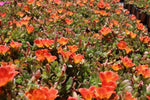 Portulaca Hot Shots Orange