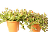 Portulaca Hot Shots Orange