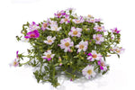 Portulaca Hot Shots Peppermint