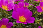 Portulaca Hot Shots Rose