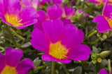 Portulaca Hot Shots Rose