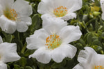 Portulaca Hot Shots White