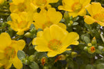 Portulaca Hot Shots Yellow