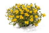 Portulaca Hot Shots Yellow