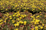 Portulaca Hot Shots Yellow