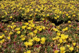 Portulaca Hot Shots Yellow