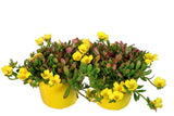 Portulaca Hot Shots Yellow