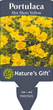 Portulaca Hot Shots Yellow