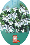 Prostanthera Cool Mint