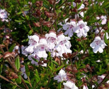 Prostanthera Mauve Mantle