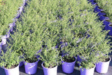 Prostanthera Mauve Mantle