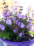 Prostanthera Purple Haze