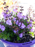 Prostanthera Purple Haze