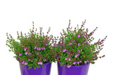 Prostanthera Purple Haze