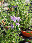 Prostanthera incisa (Tucker Bush Native Thyme)